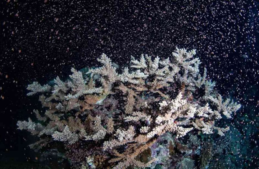 Coral spawning: Great Barrier Reef is ringed by baby corals