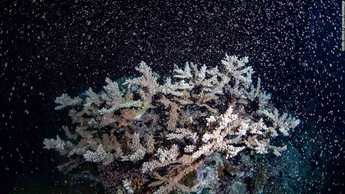 Coral spawning: Great Barrier Reef is ringed by baby corals